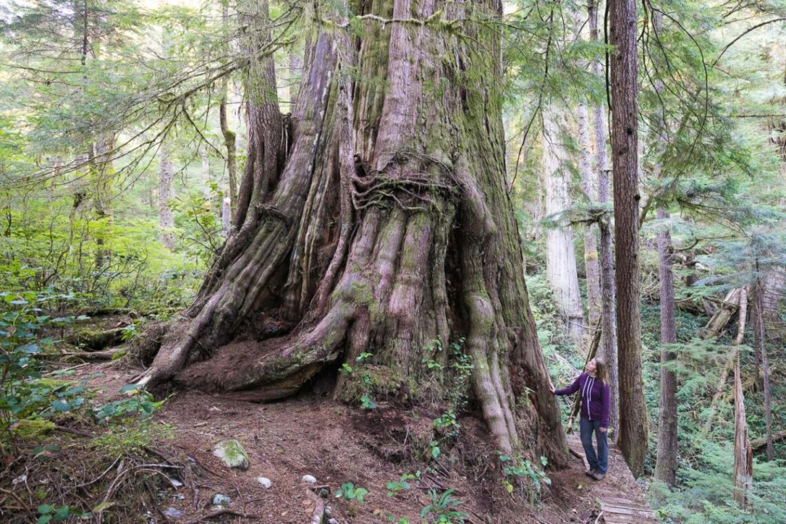 Photo of a giant cedar tree in the Walbran Valley