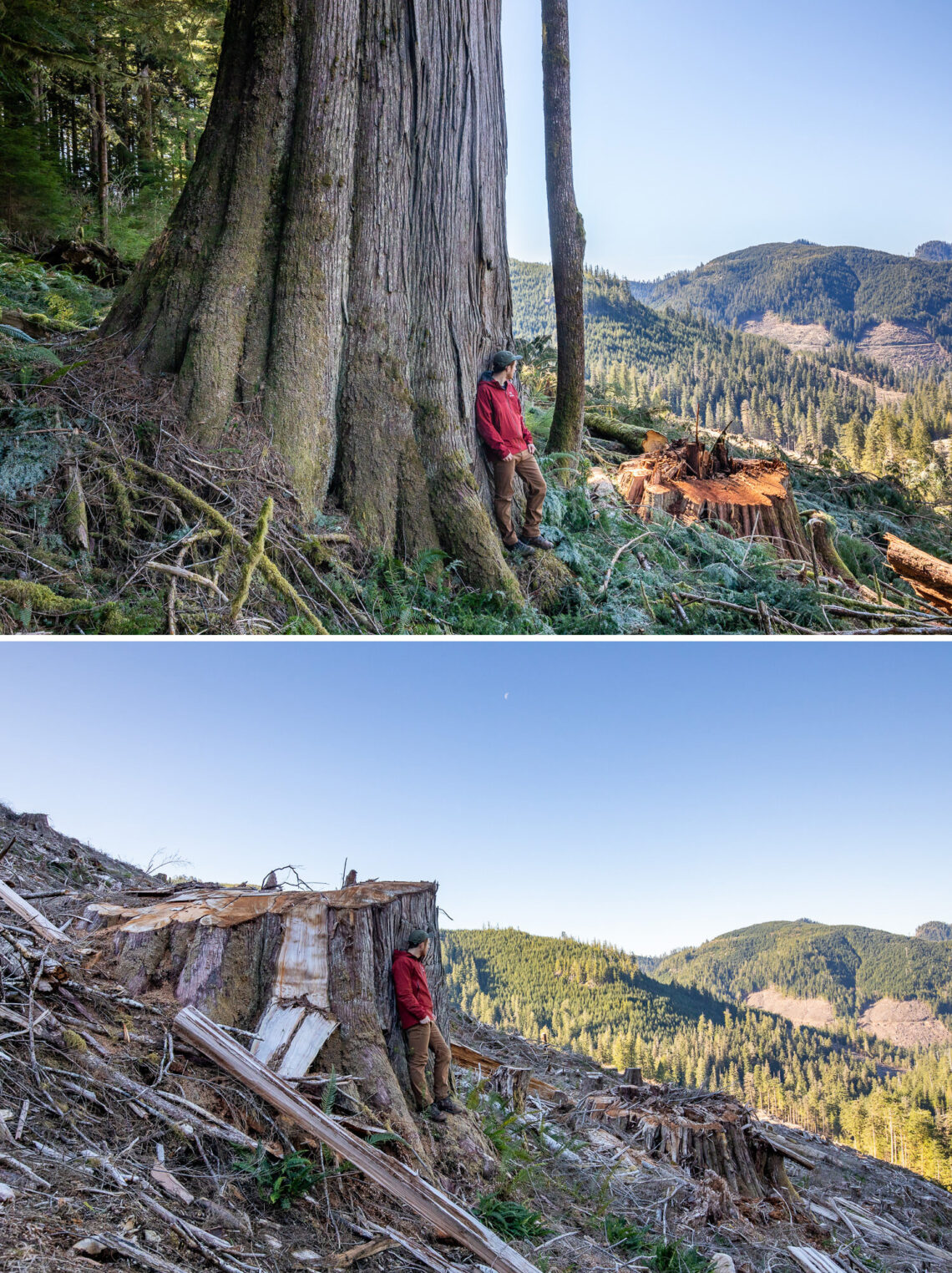 Photo: Caycuse watershed before and after clearcut