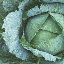 photo of head of green cabbage